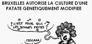 OGM
