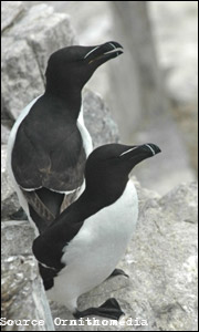 Pingouins Torda