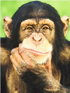 chimpanze-pensif