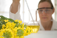 Laboratory worker with canola flowers - biofuels concept